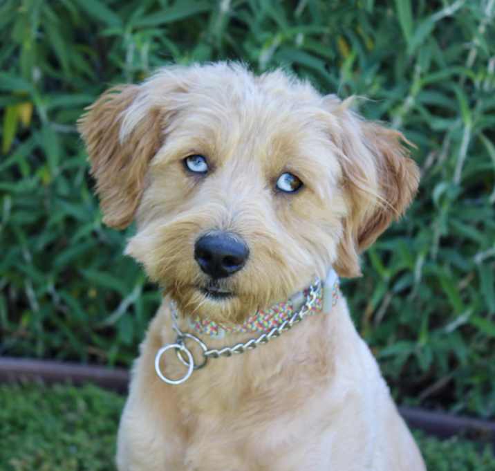 Photo of Cleo