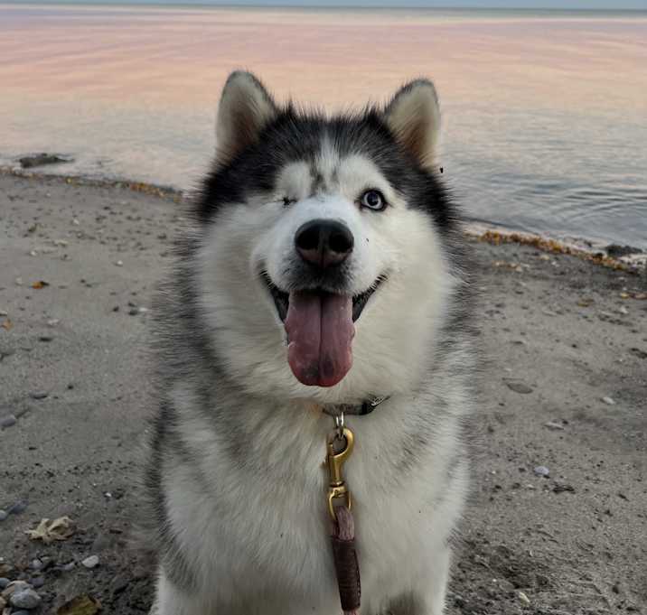 Photo of Shiloh