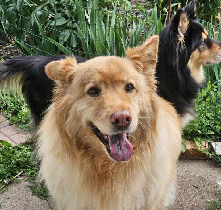 Photo of Honey