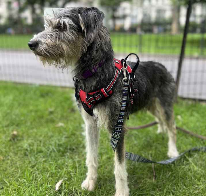 Photo of Honey