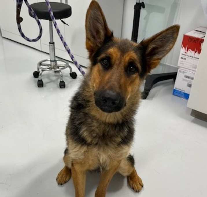 Photo of Skipper