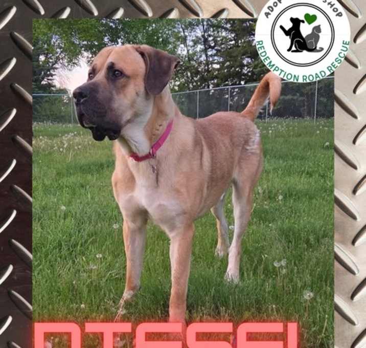 Photo of Diesel *NEW ARRIVAL*