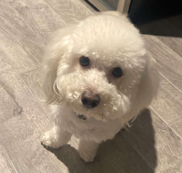 Photo of Gino