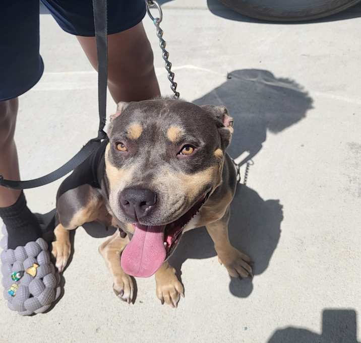 Photo of Stella