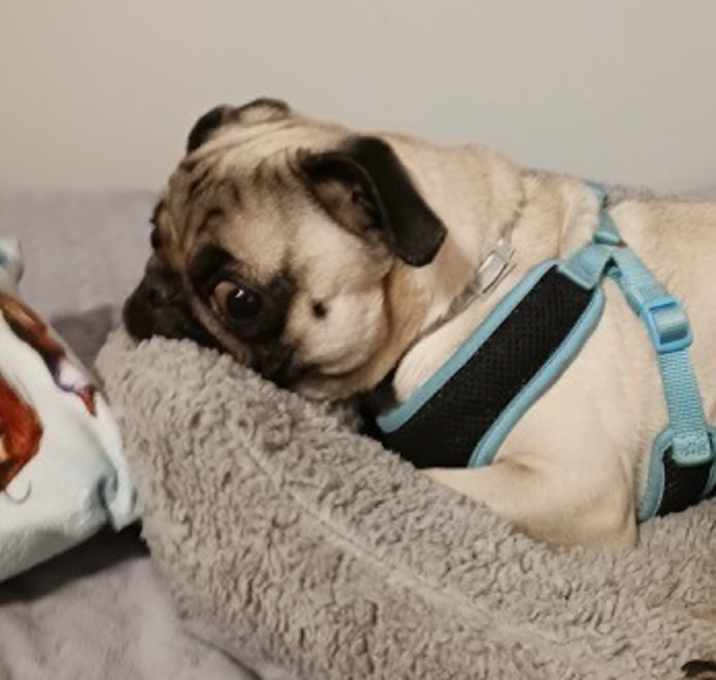 Photo of Mookie