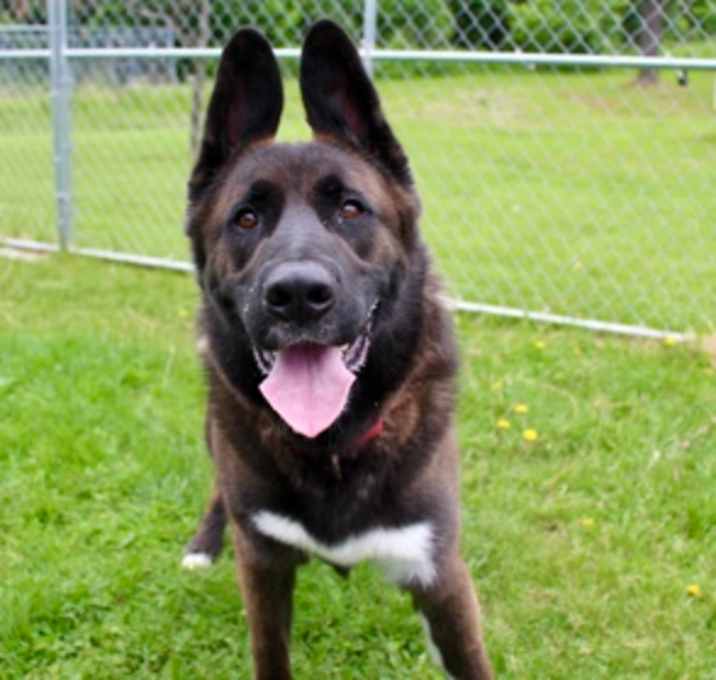 Photo of Guinness