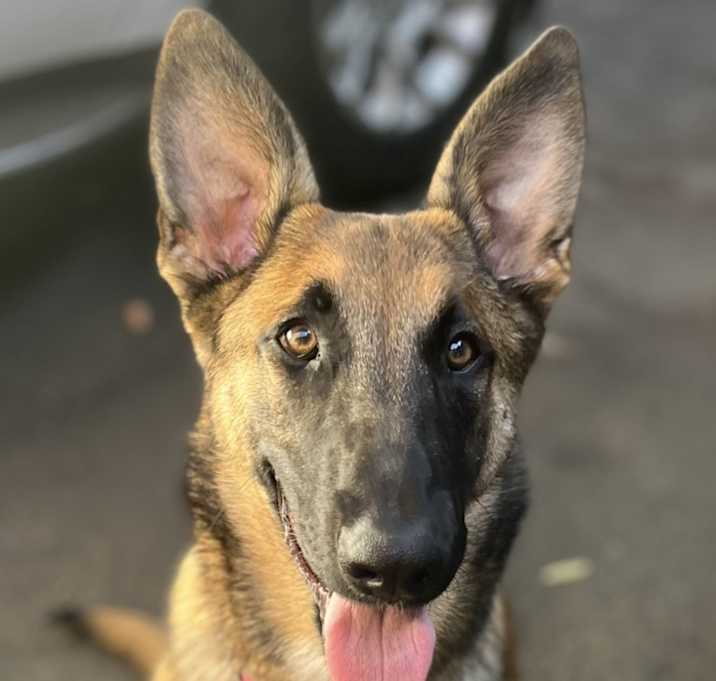 Photo of Roxy