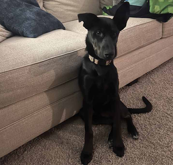Photo of Bella