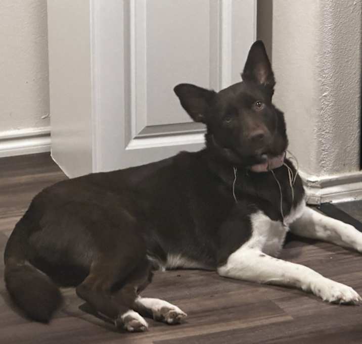 Photo of Brownie