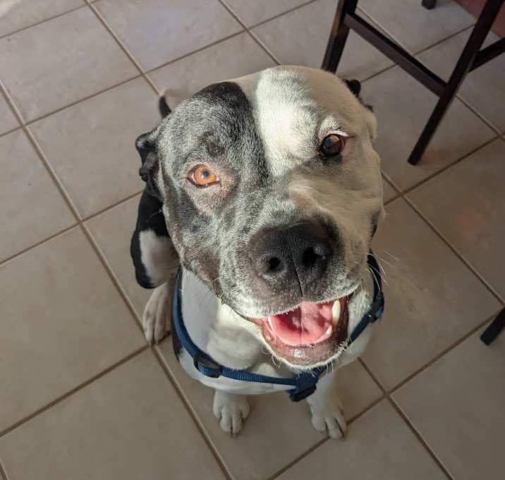 Photo of Petey