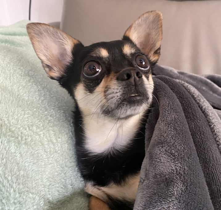 Photo of Bean