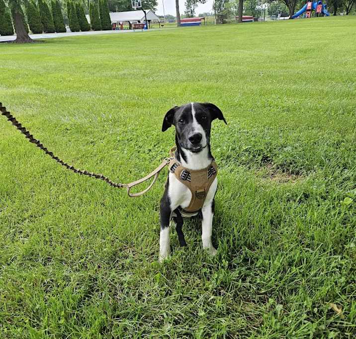 Photo of Dozer