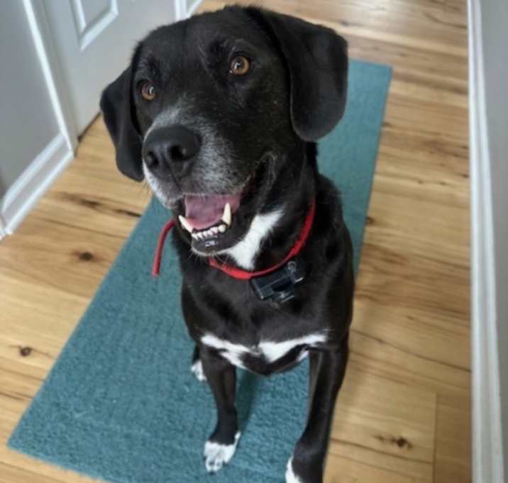 Photo of Milo
