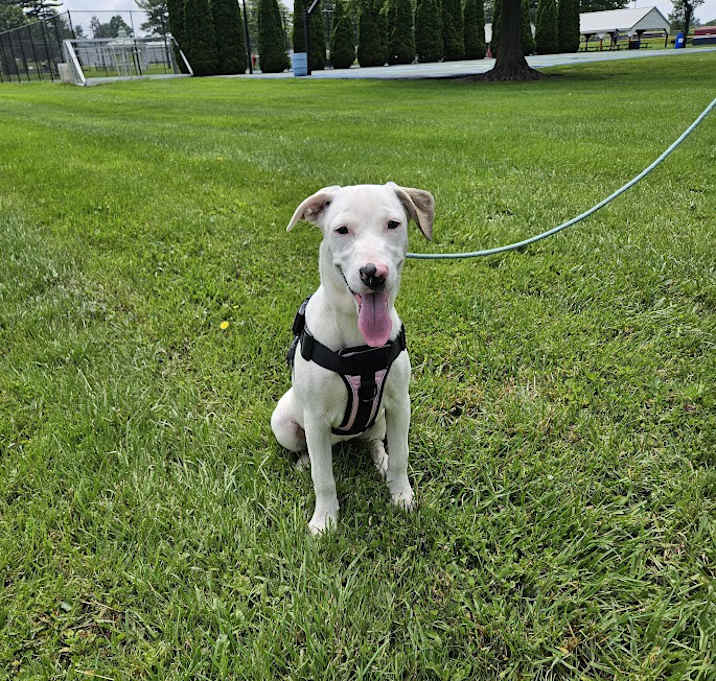 Photo of Lilly