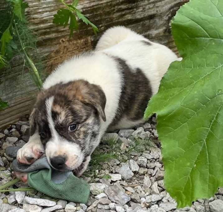 Photo of Tilly