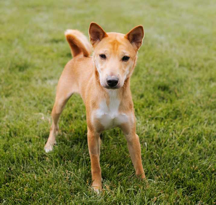 Photo of Cheeto