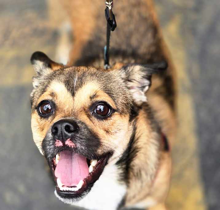 Photo of Bandit