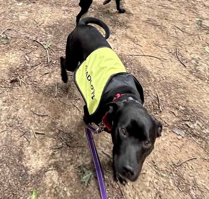 Photo of Duke (Manchas)