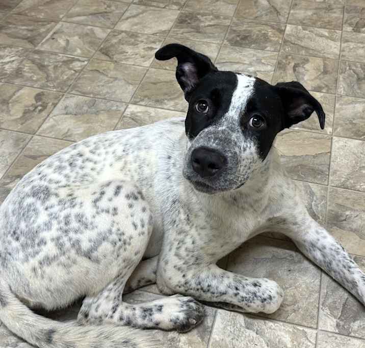 Photo of Benji