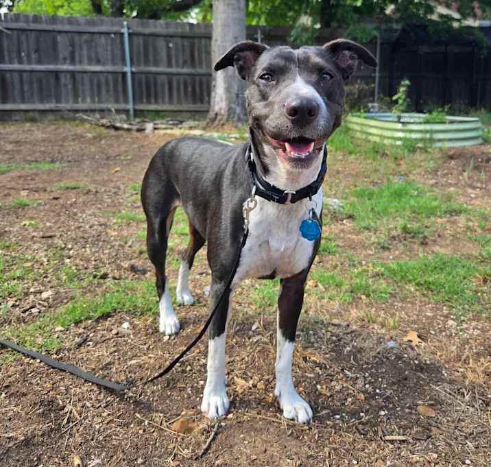 Photo of Cookie