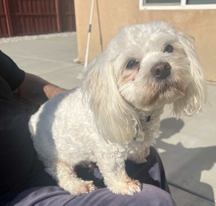 Photo of Milo