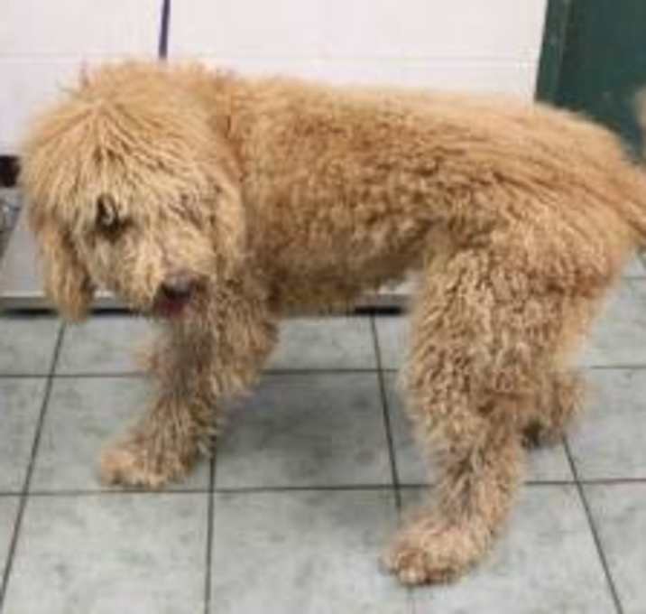 Photo of Clipper