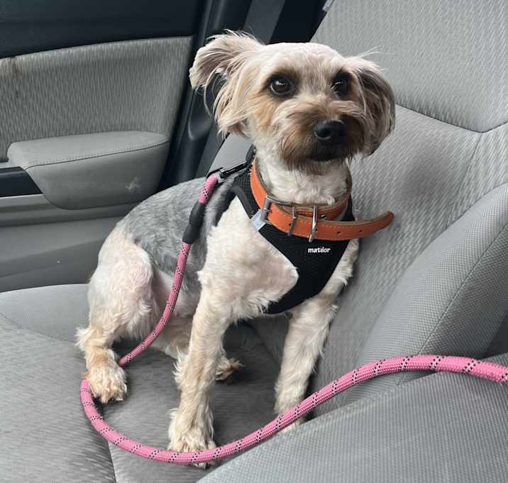 Photo of Daisy