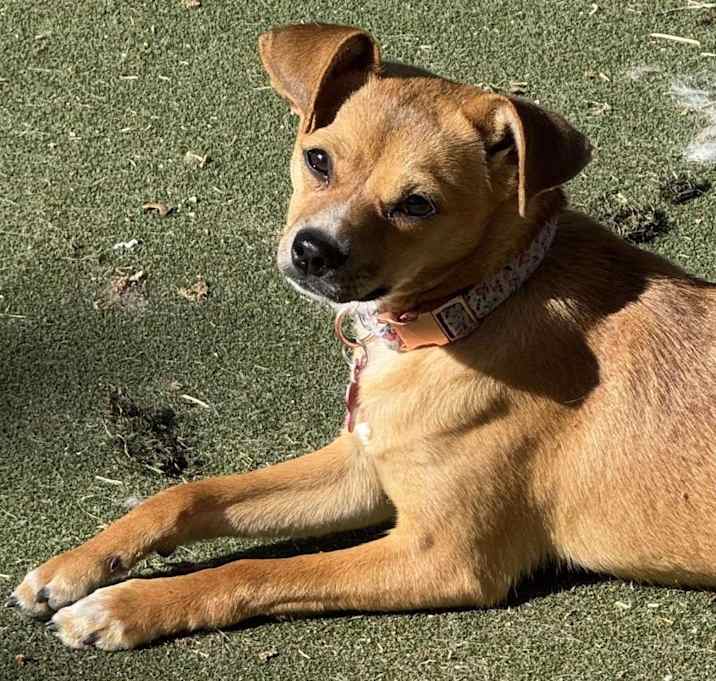 Photo of Honey