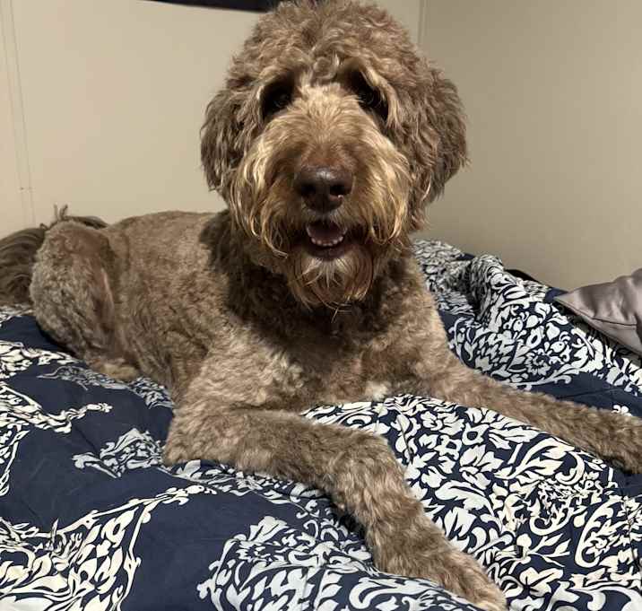 Photo of Maximus