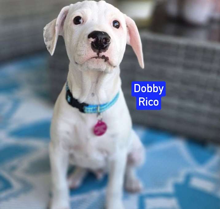 Photo of Dobby Rico