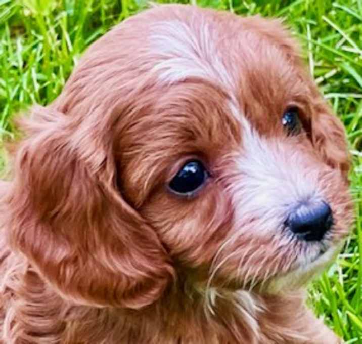 Photo of SANDY (OUR TINY CUDDLER)