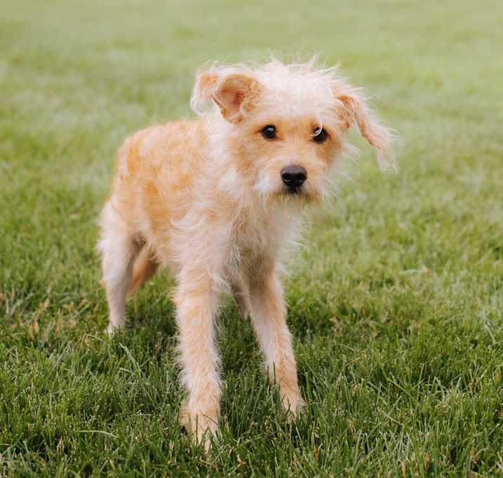 Photo of Tater Tot