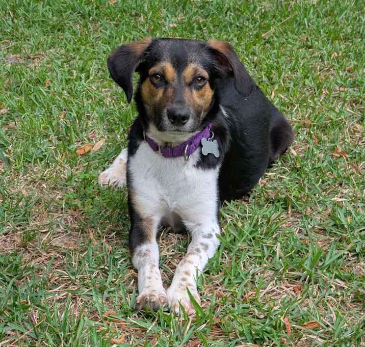 Photo of Gracie