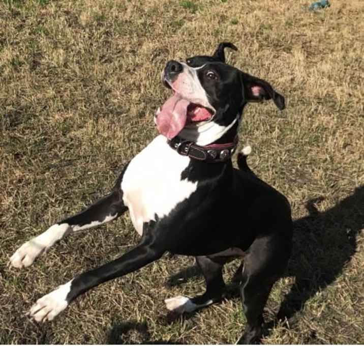 Photo of Boo