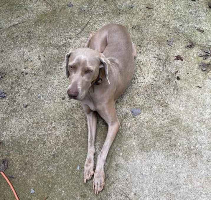 Photo of Giesel