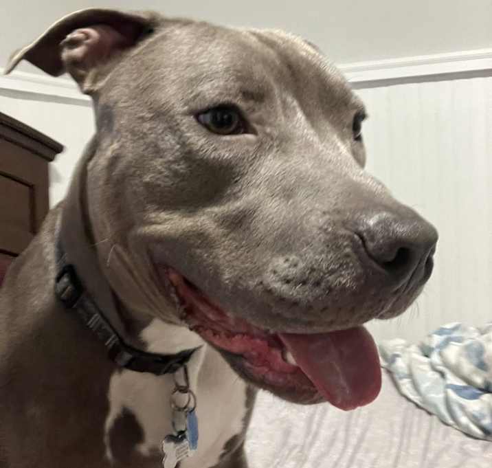 Photo of Dexter