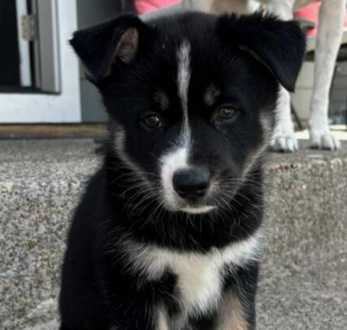Photo of Birdie