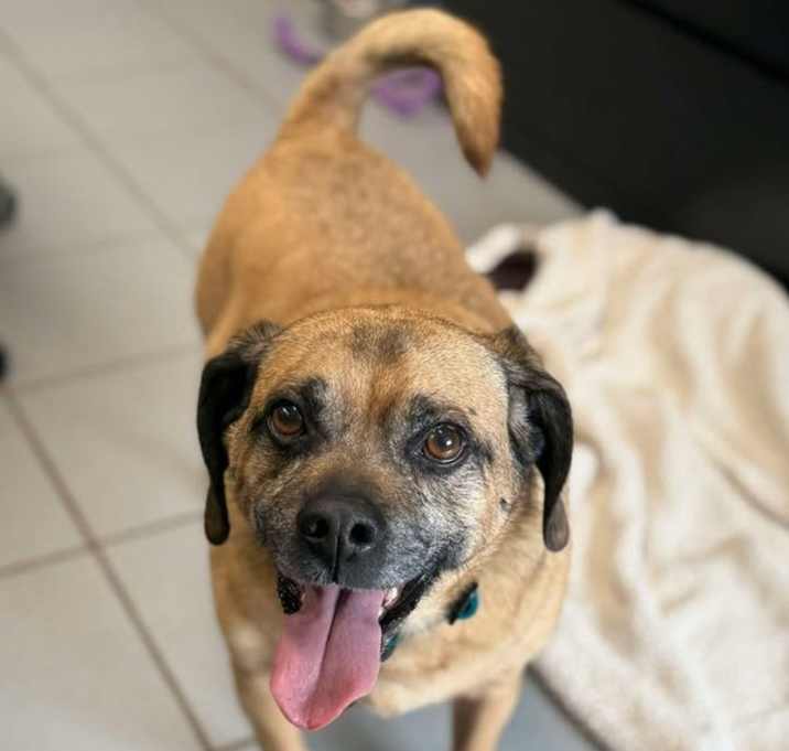 Photo of Dexter
