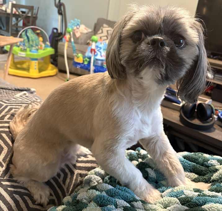 Photo of Rollo