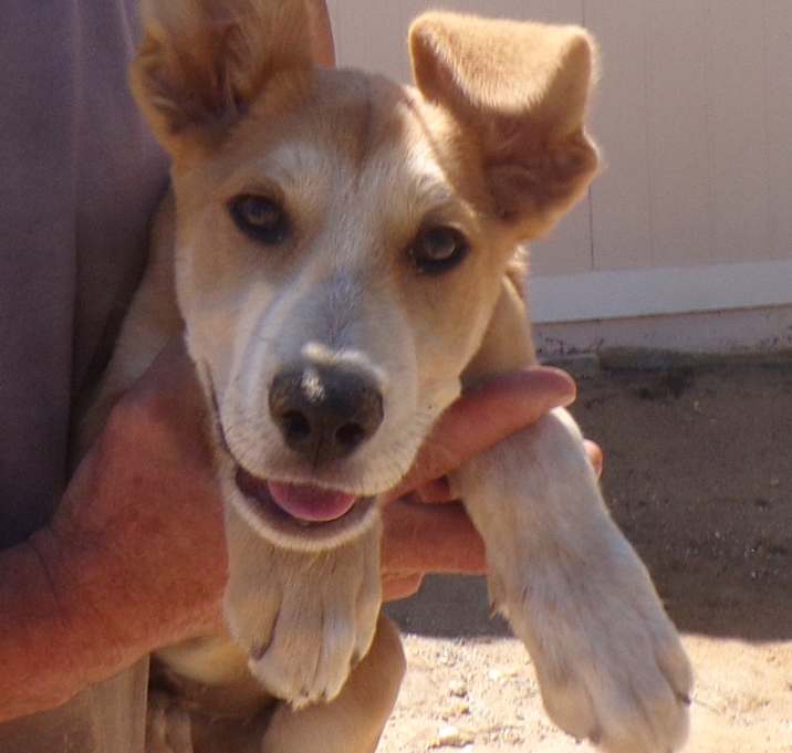 Photo of BUDDY