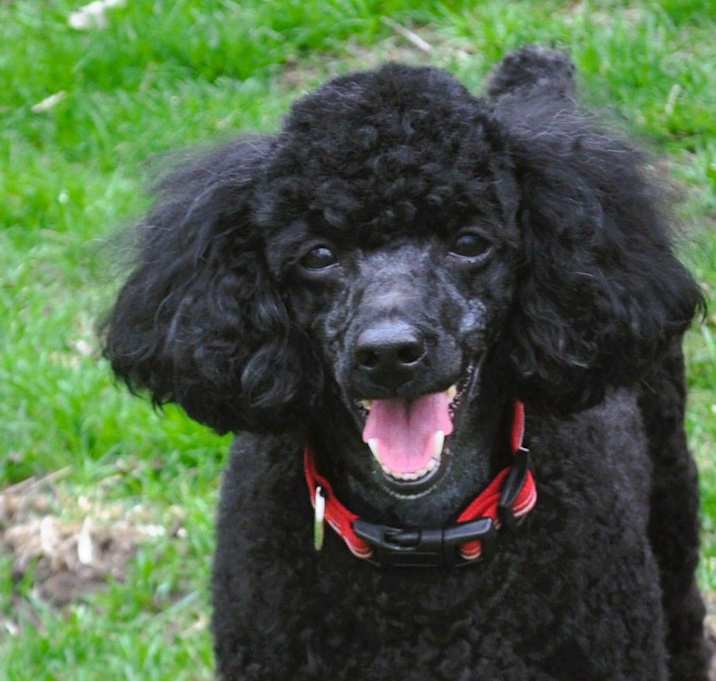 Photo of CHARLIE