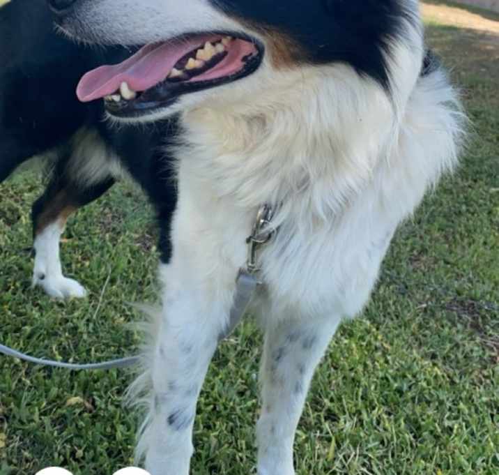 Photo of Niko