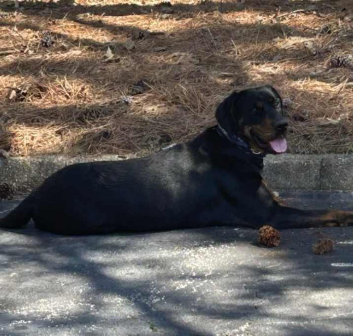 Photo of Poppie