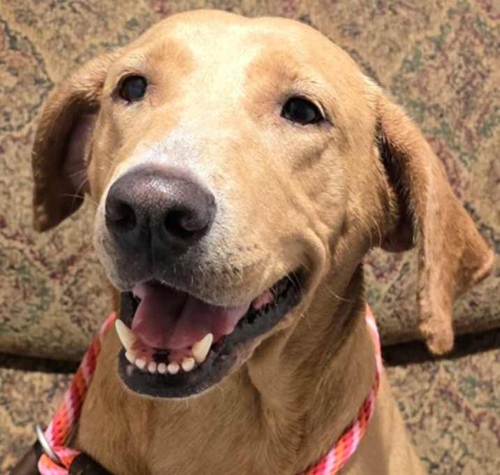 Photo of Ginger