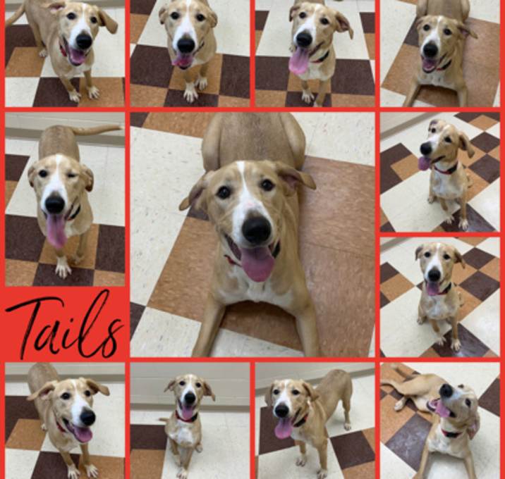 Photo of Tails