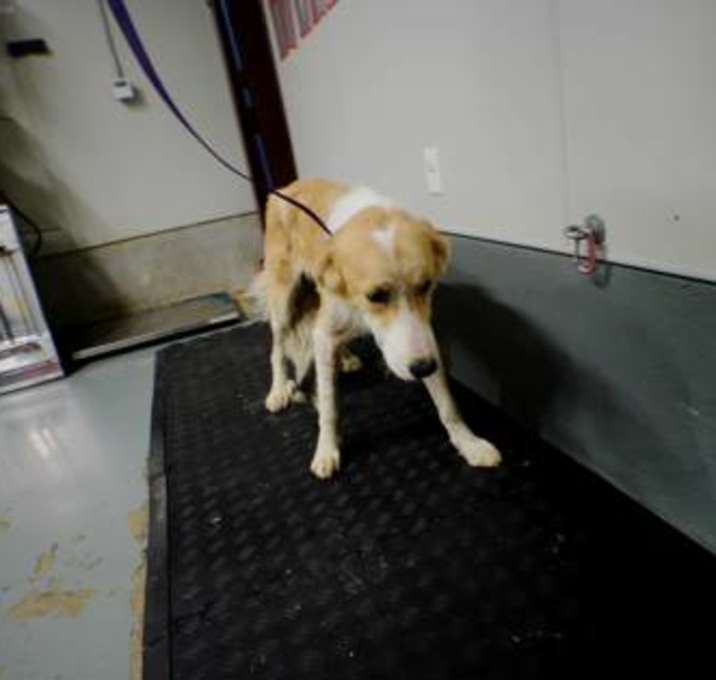 Photo of Samson