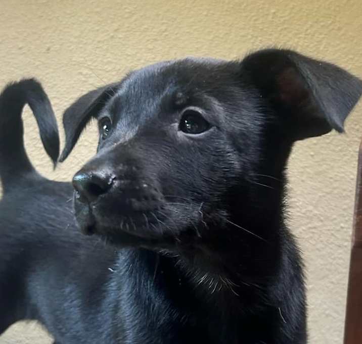 Photo of Lucy