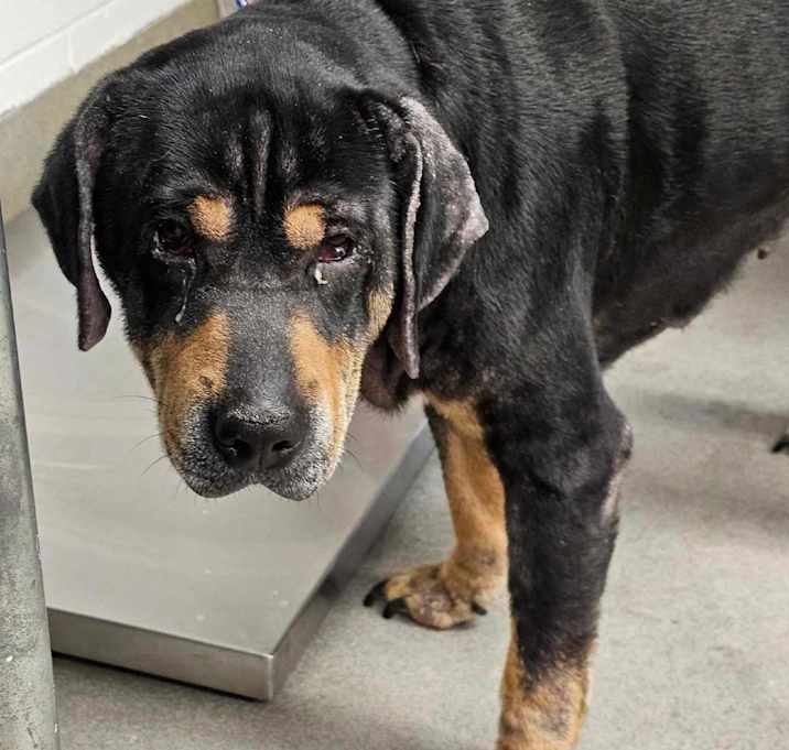 Photo of Duke