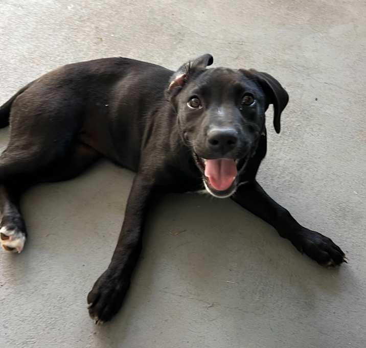 Photo of Shadow