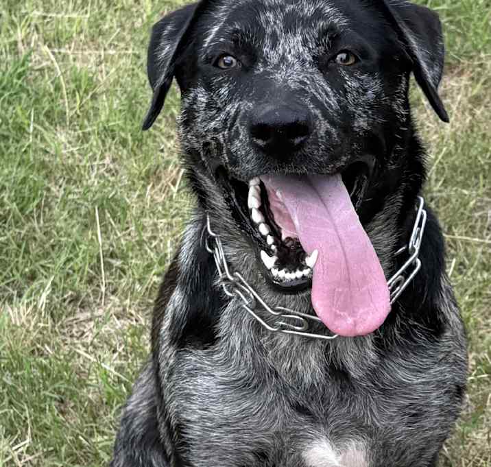 Photo of Rosie